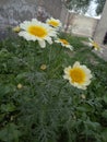 MarigoldPlants